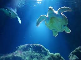 aquarium La Rochelle