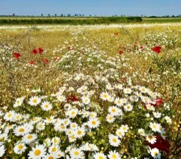 campagne