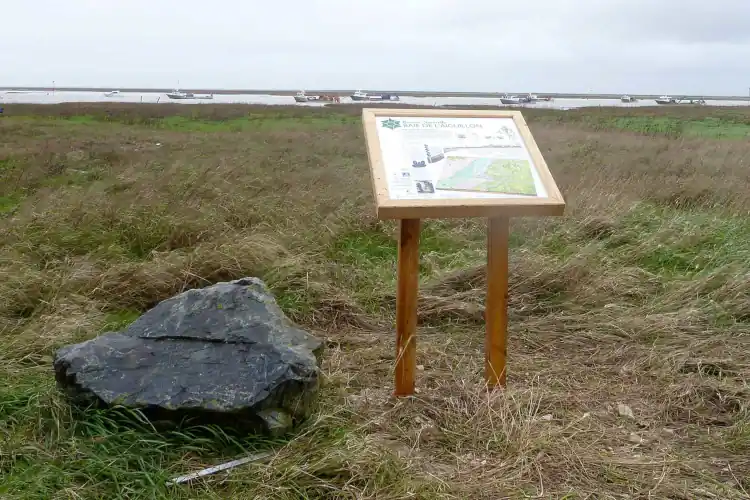 Lire la suite à propos de l’article Observer les oiseaux