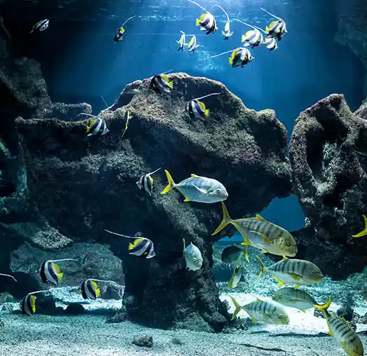 Lire la suite à propos de l’article L’aquarium de la Rochelle